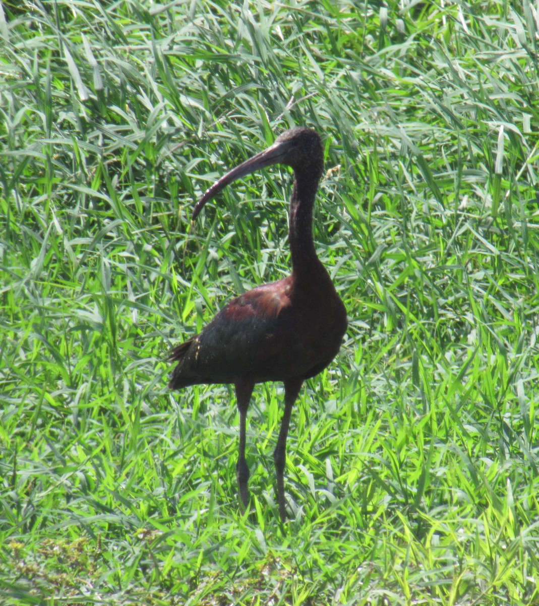 ibis hnědý - ML213945441