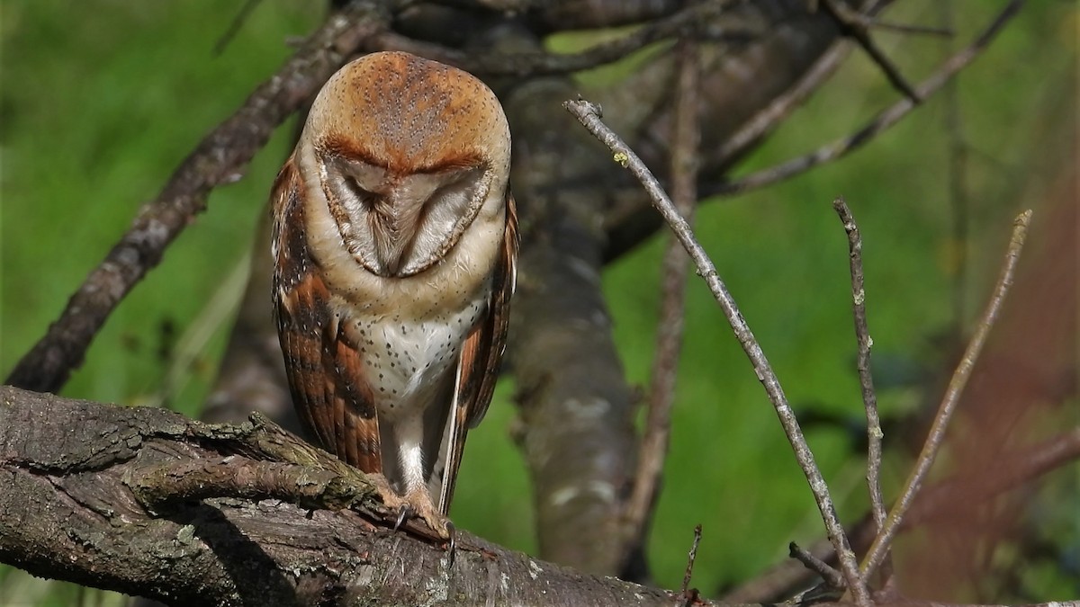 Western Barn Owl - ML213945571