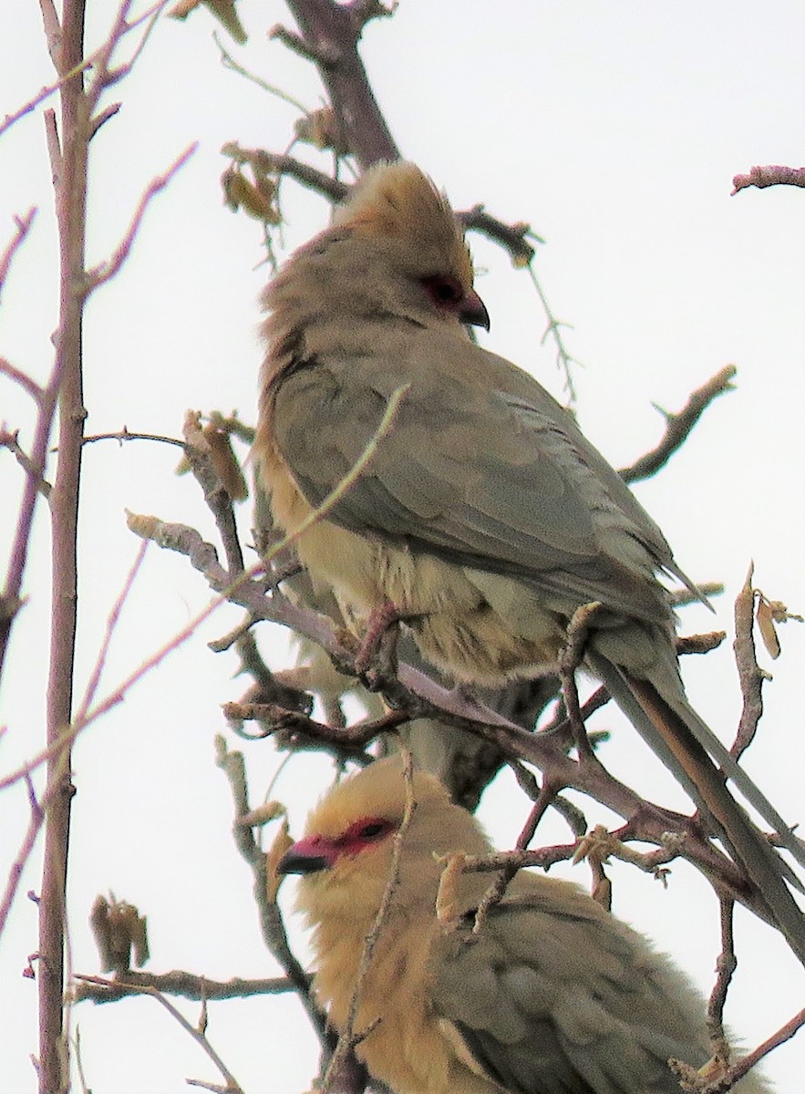 Red-faced Mousebird - ML213947111