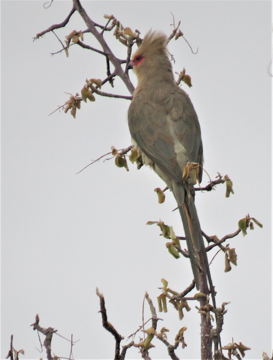 Red-faced Mousebird - ML213947121