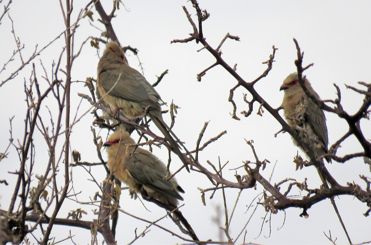 Red-faced Mousebird - ML213947131