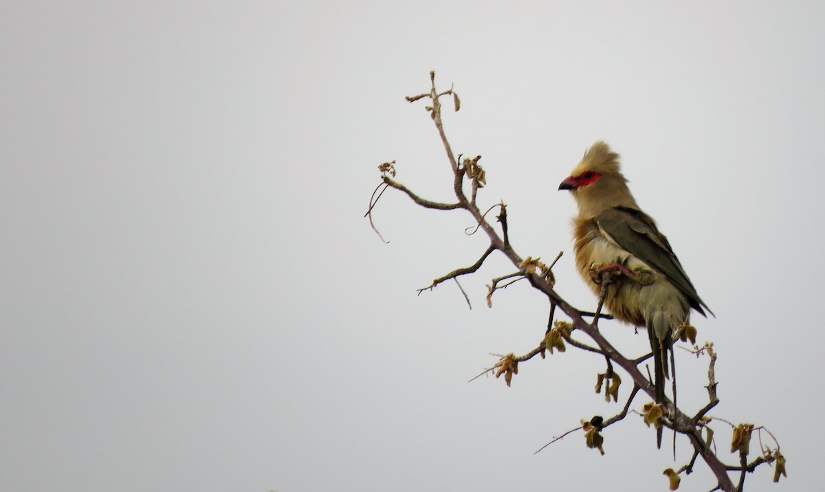 Red-faced Mousebird - ML213947141