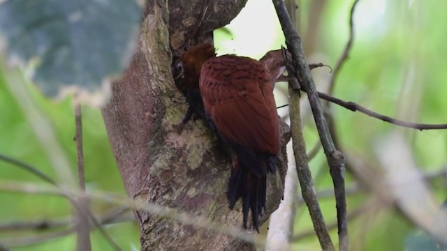 Chestnut-colored Woodpecker - ML213947801