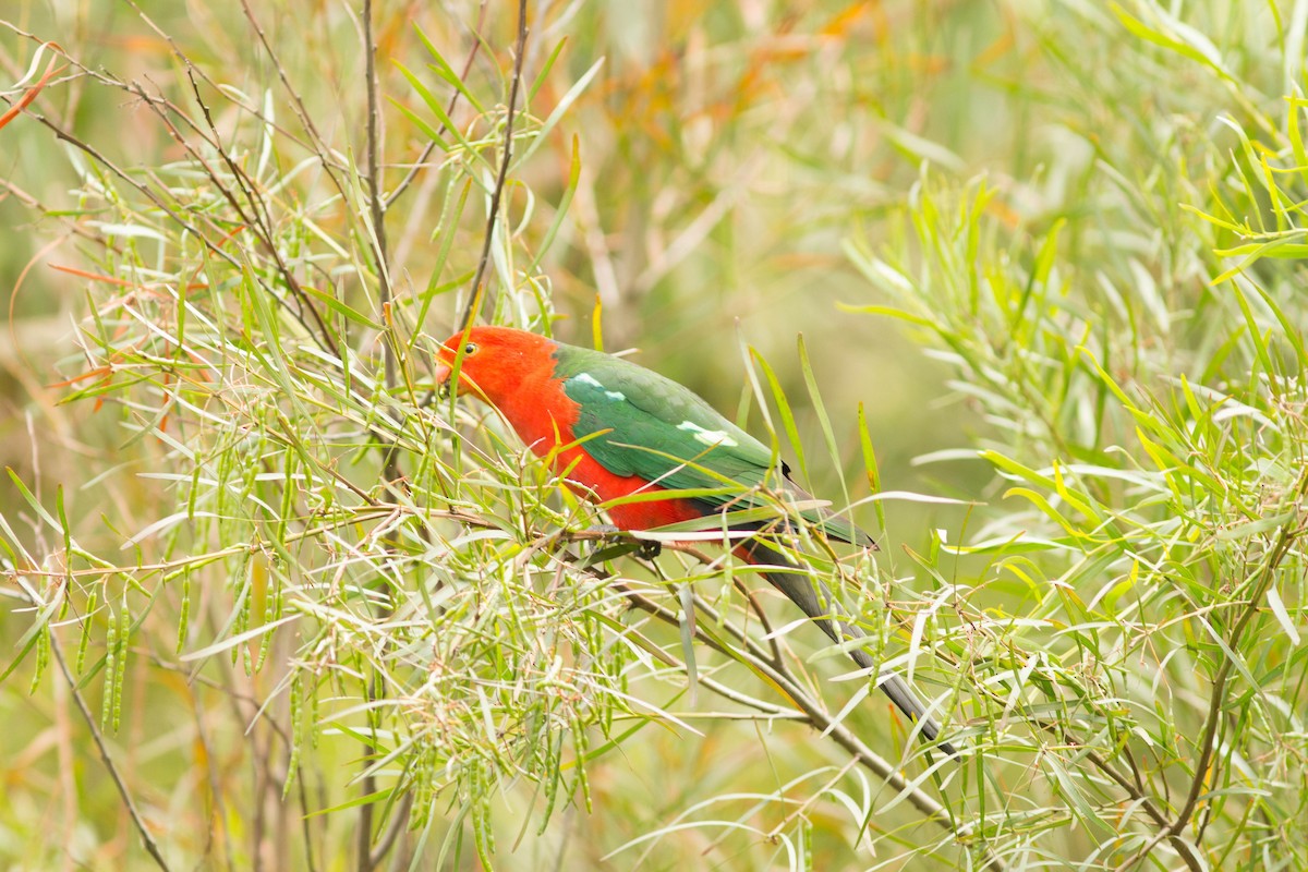 Australian King-Parrot - ML21394781