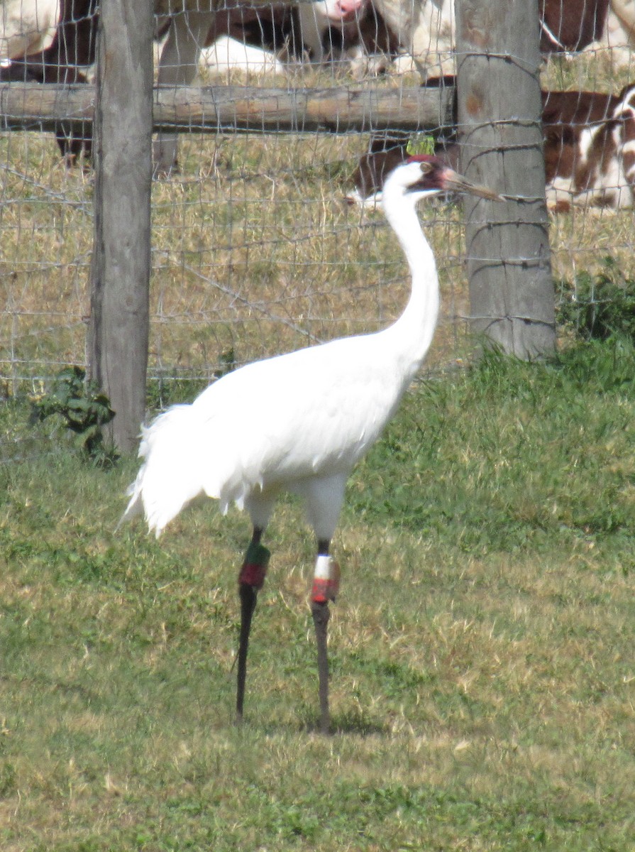 Whooping Crane - ML213947881