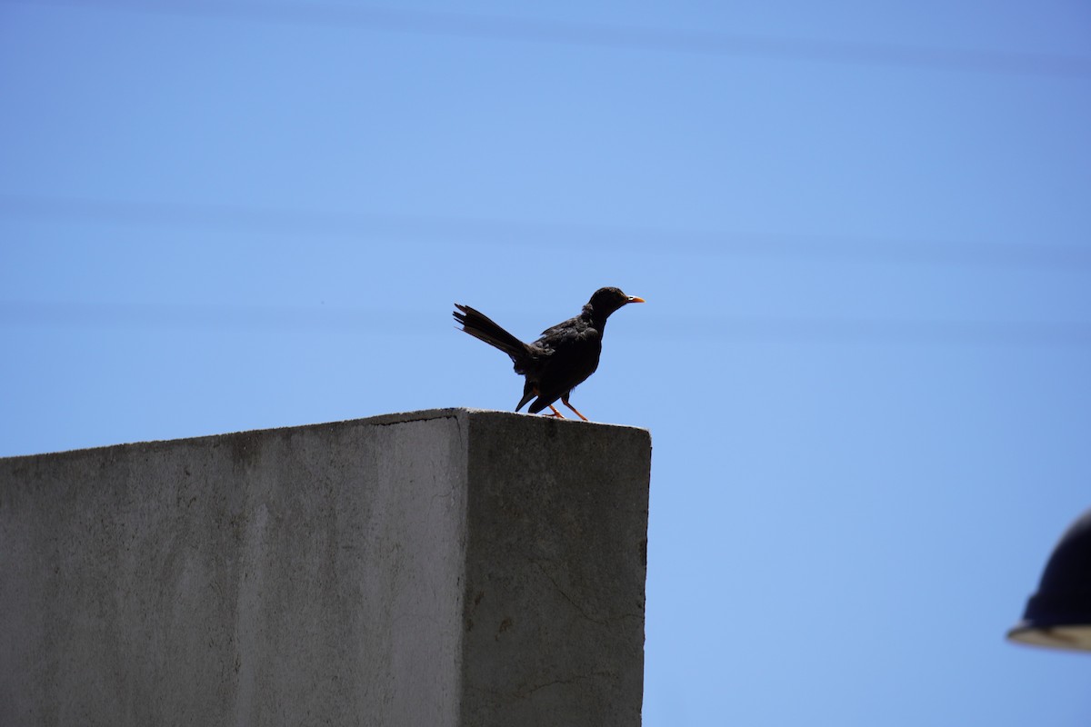 Chiguanco Thrush - ML213947901