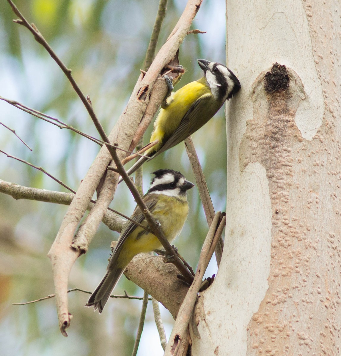 Eastern Shrike-tit - ML21394791