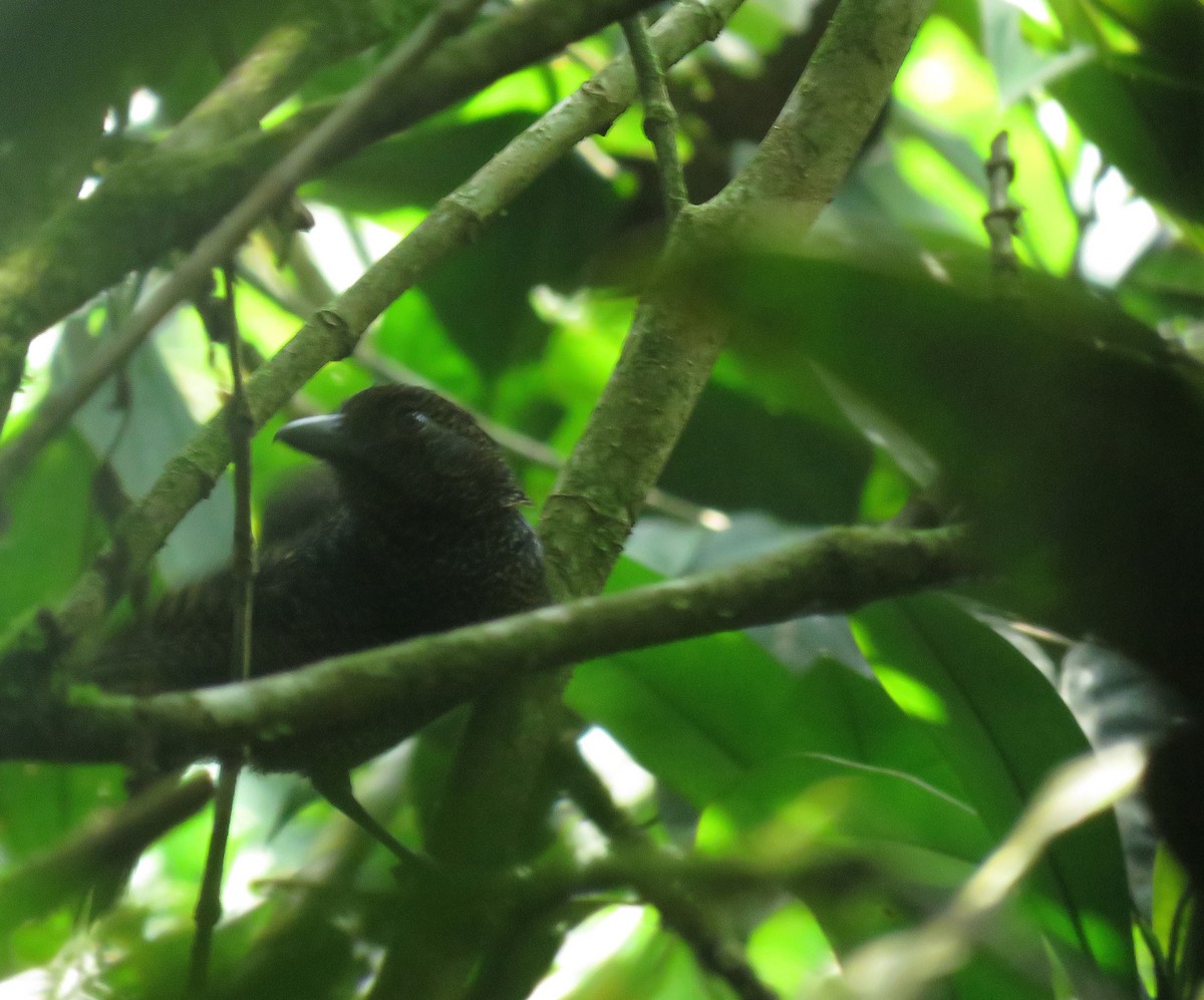 Fulvous Antshrike - ML213948071