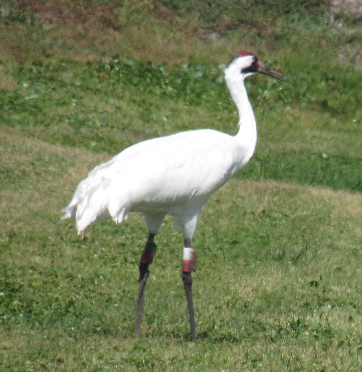 Grue blanche - ML213948761