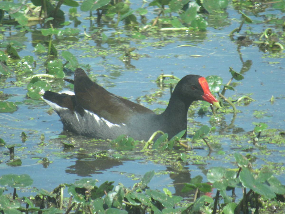 Gallinule d'Amérique - ML213949491