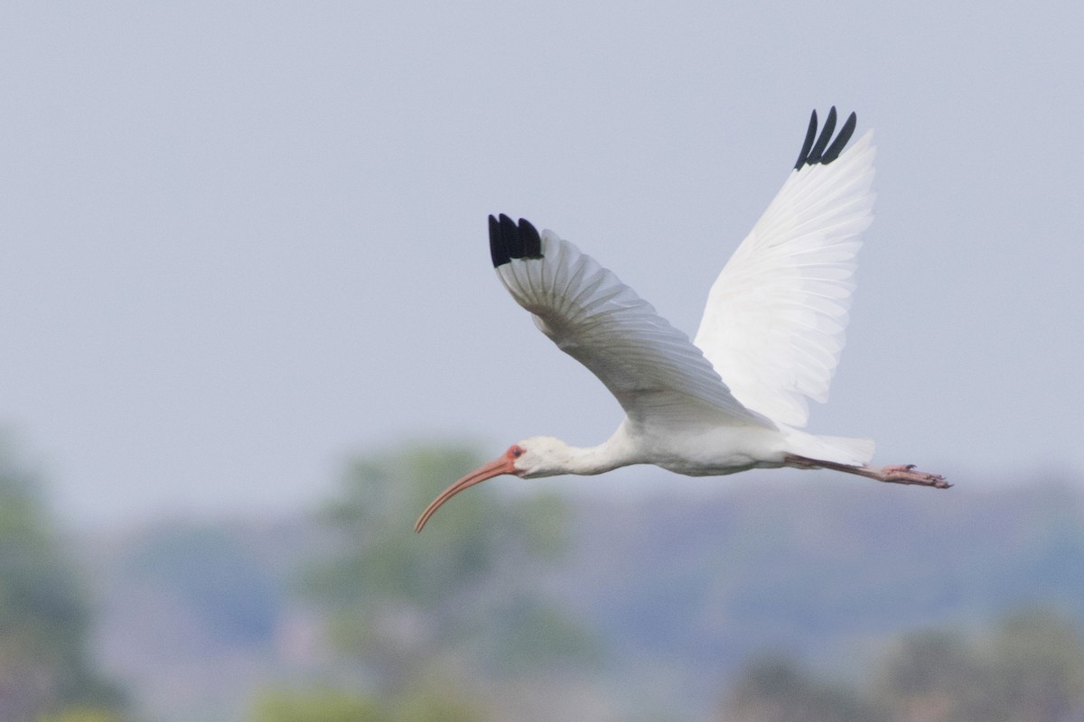 White Ibis - ML213952841