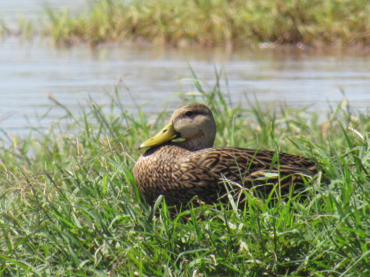 Mottled Duck - ML213952931