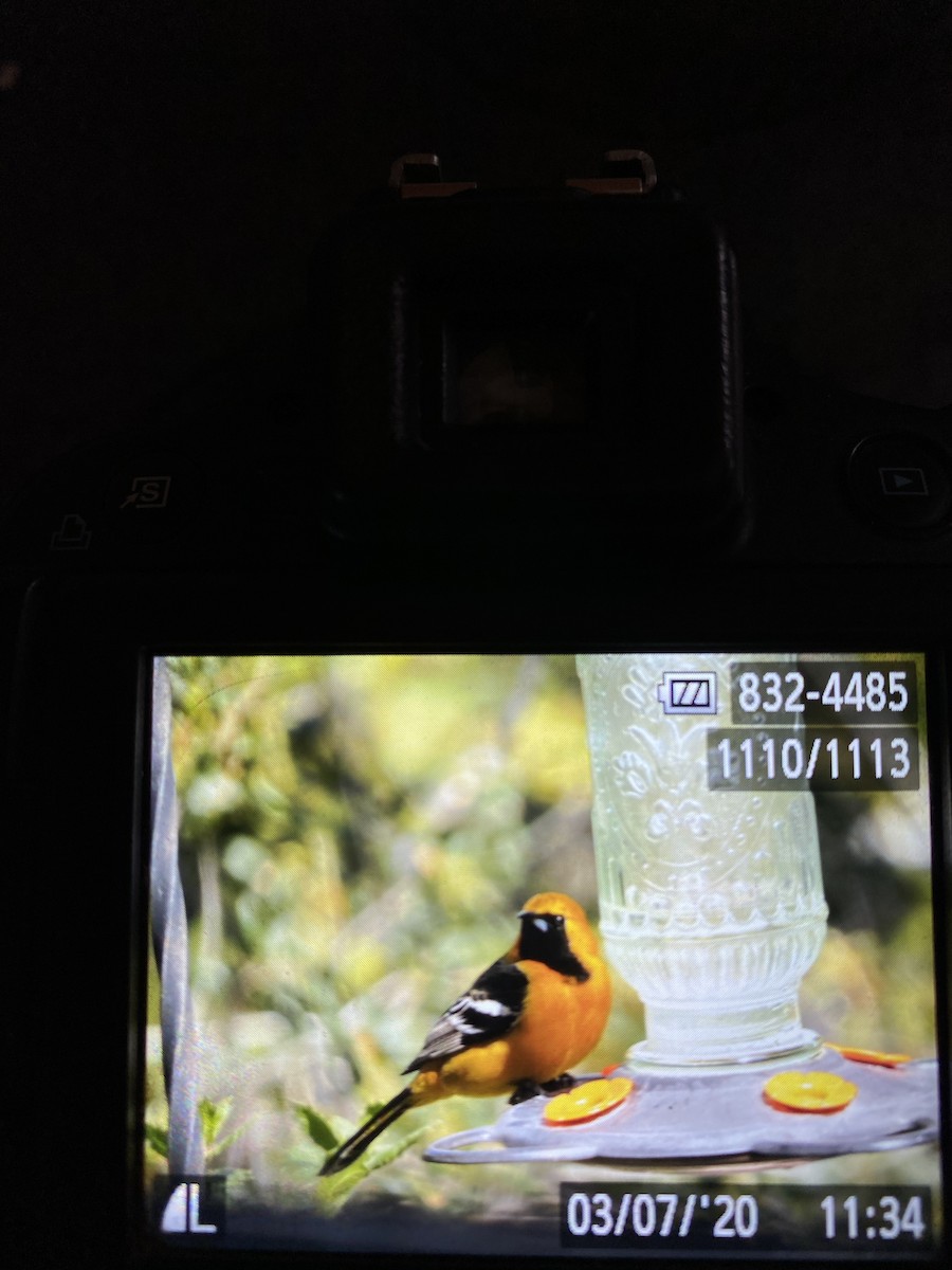 Hooded Oriole - Sherry Meddick