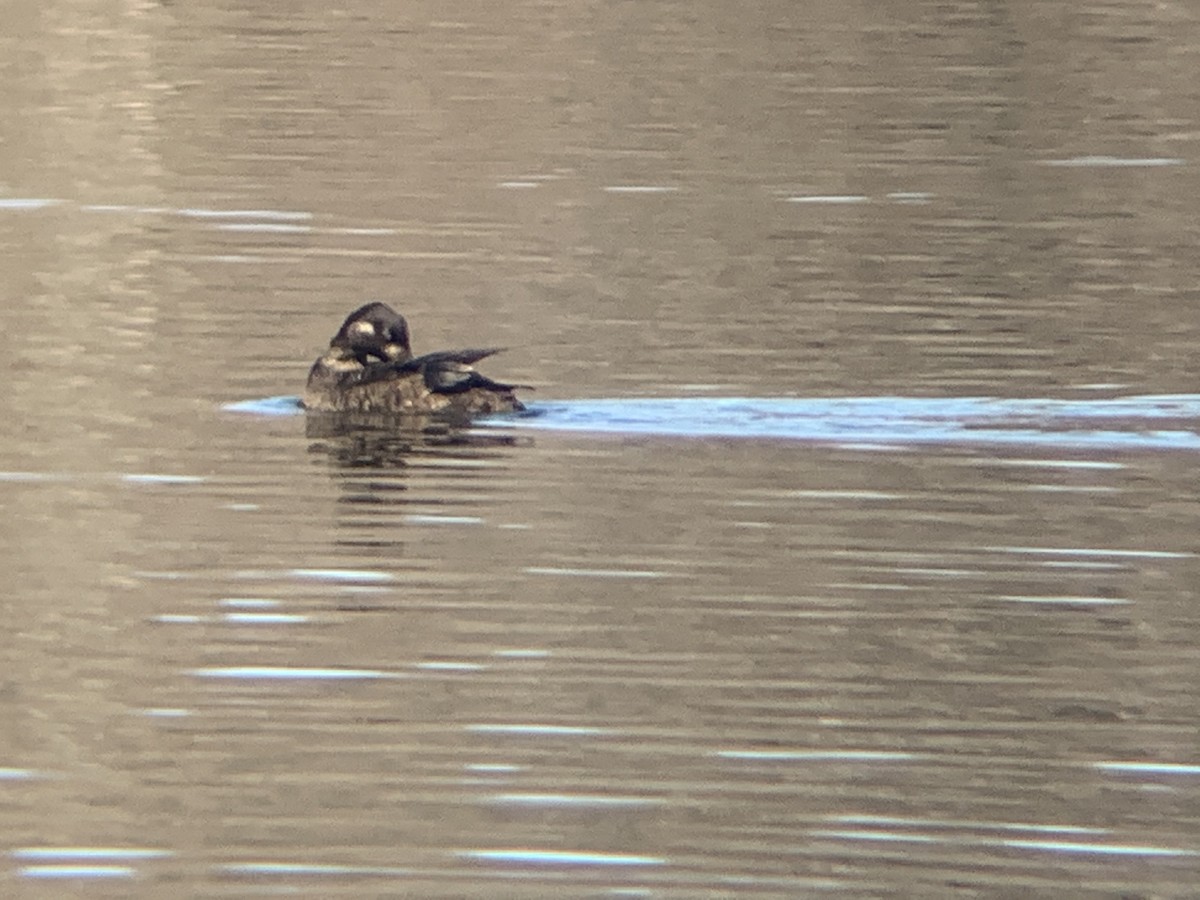 White-winged Scoter - ML213954681