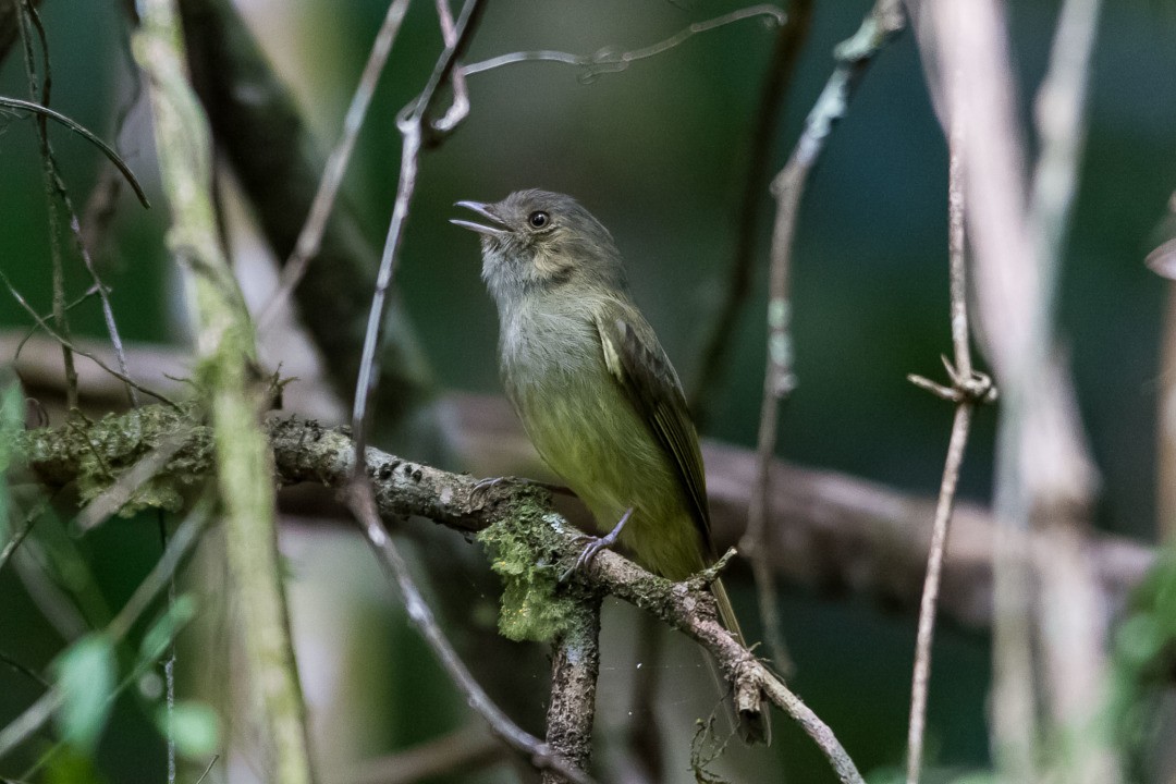 Serra do Mar Tyrant-Manakin - ML213955281