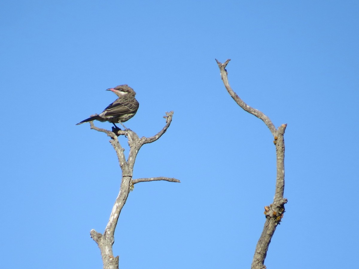 Spiny-cheeked Honeyeater - ML213955521