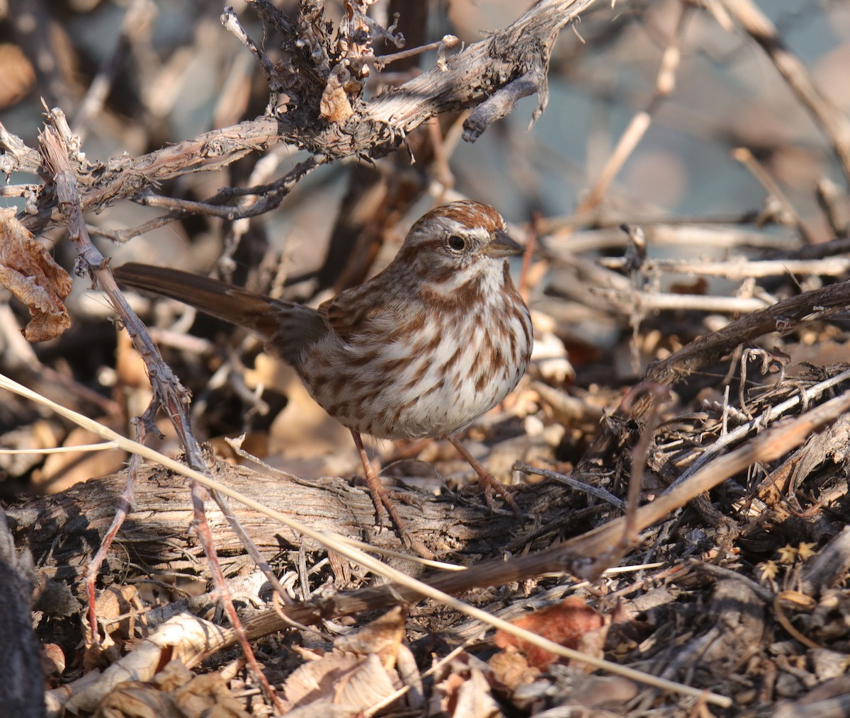 Song Sparrow - ML213955711