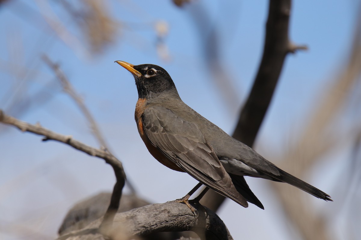 American Robin - ML213955821