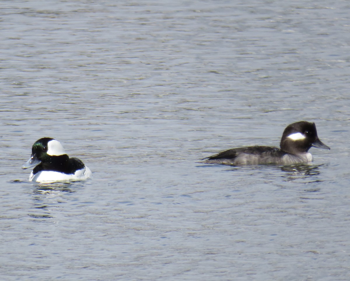 Bufflehead - Nancy Salem