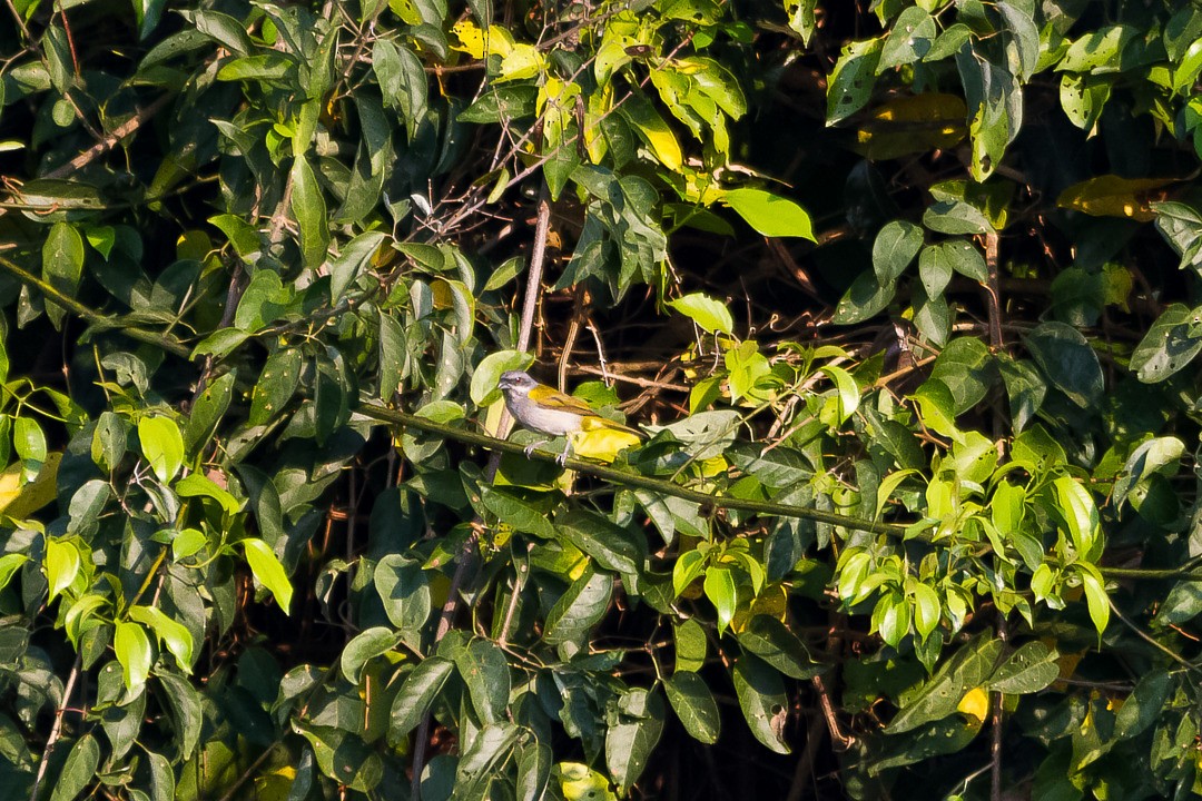 Yellow-shouldered Grosbeak - LAERTE CARDIM