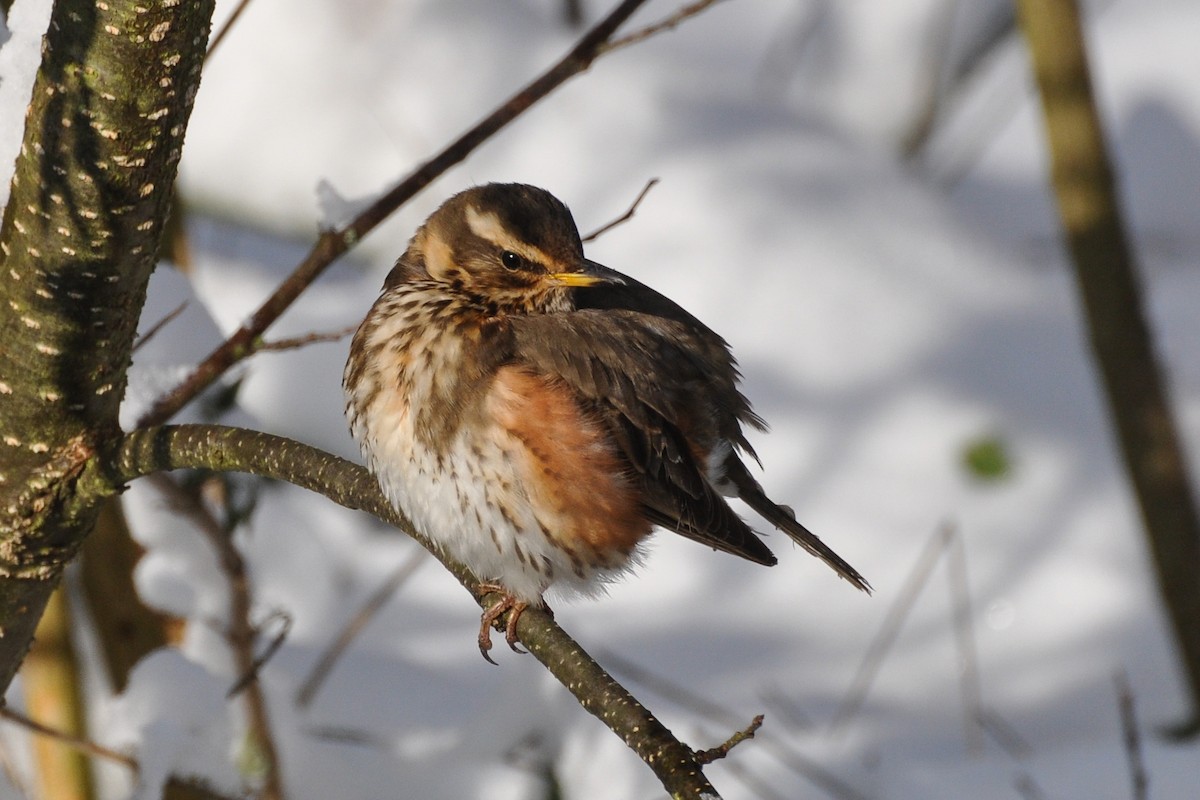 Redwing - Maryse Neukomm