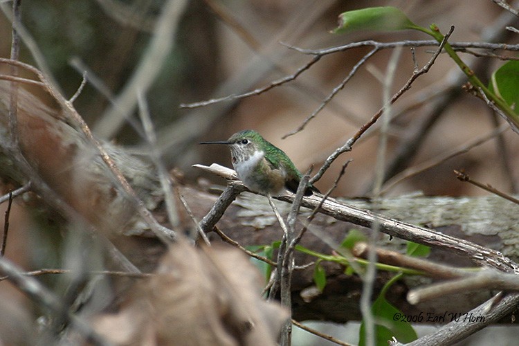 Broad-tailed Hummingbird - ML21395991