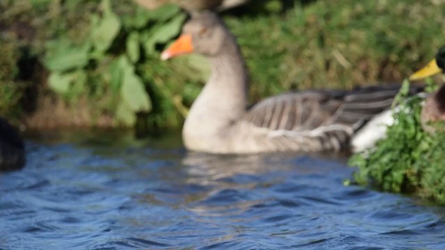 Graylag Goose - ML213961181