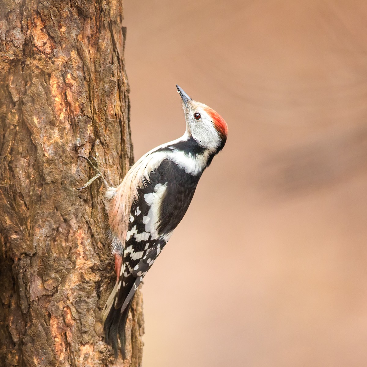 Middle Spotted Woodpecker - ML213961451