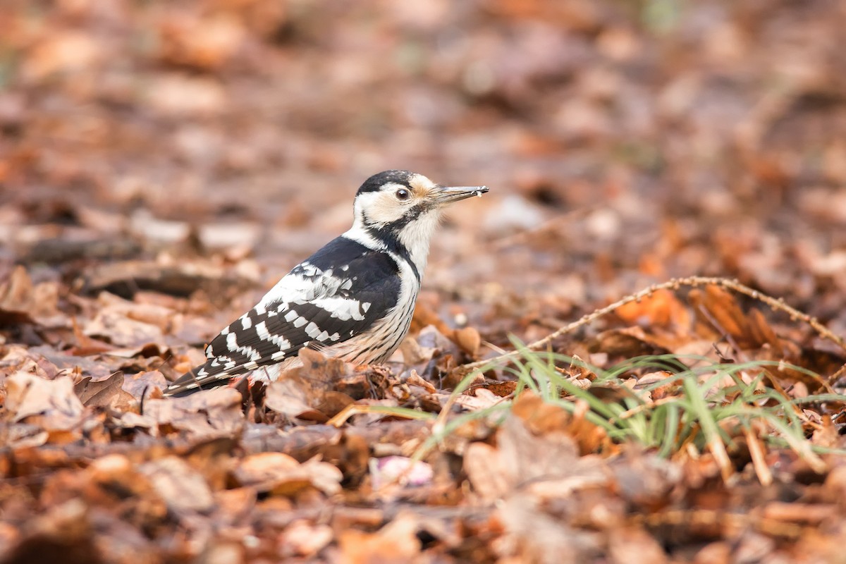 White-backed Woodpecker - ML213961471