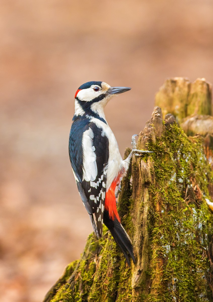 Great Spotted Woodpecker - ML213961541