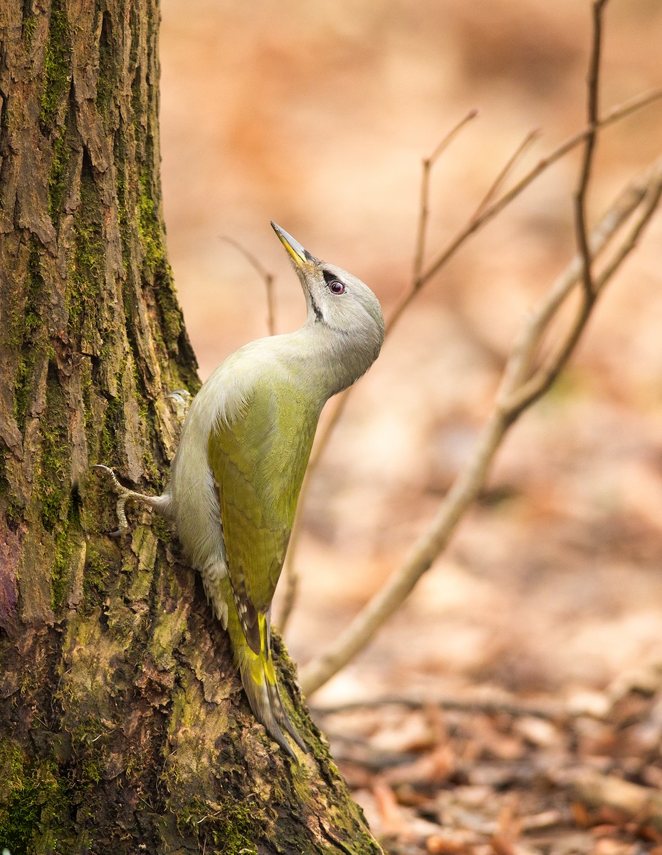 Gray-headed Woodpecker - ML213961621