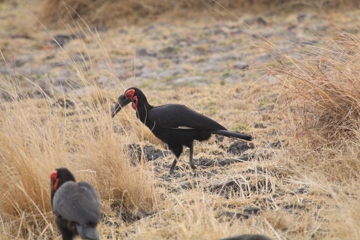 Southern Ground-Hornbill - ML213962371