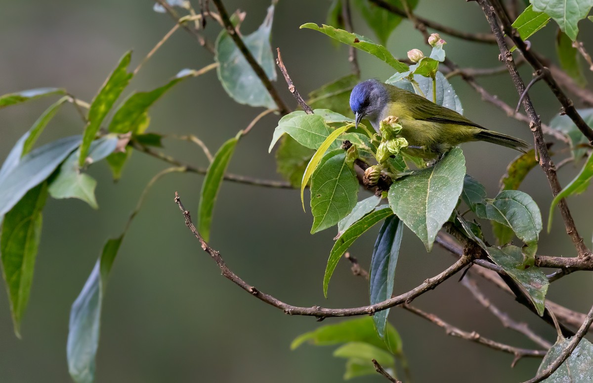 Capped Conebill - Lars Petersson | My World of Bird Photography