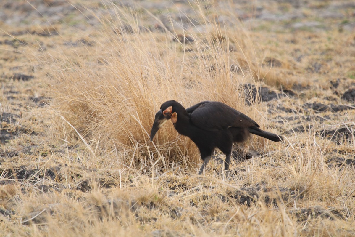 Southern Ground-Hornbill - Robert Doubell