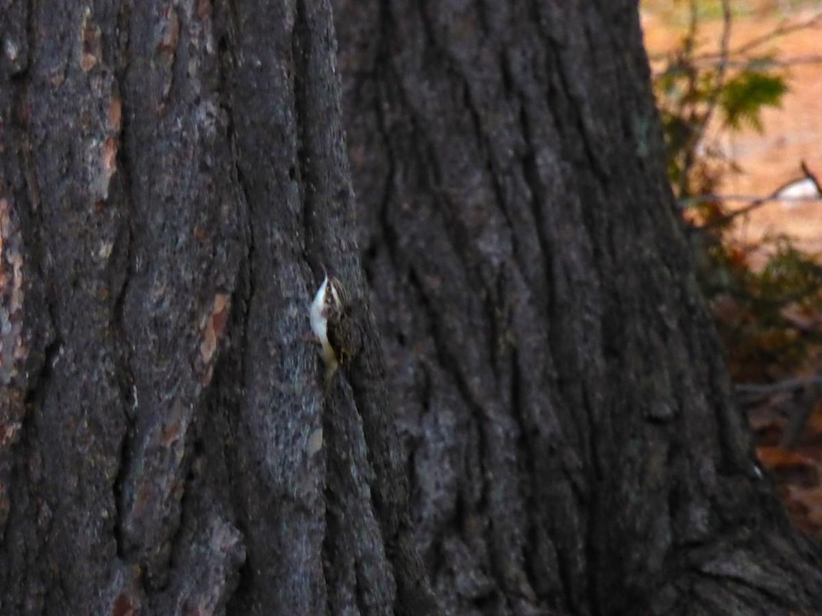 Brown Creeper - ML21396461