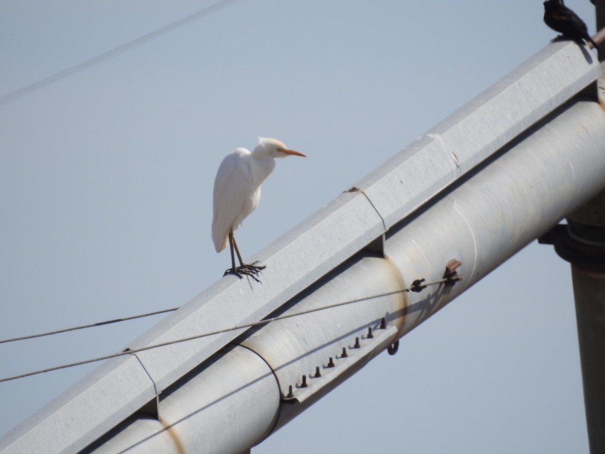 Western Cattle Egret - ML213964871