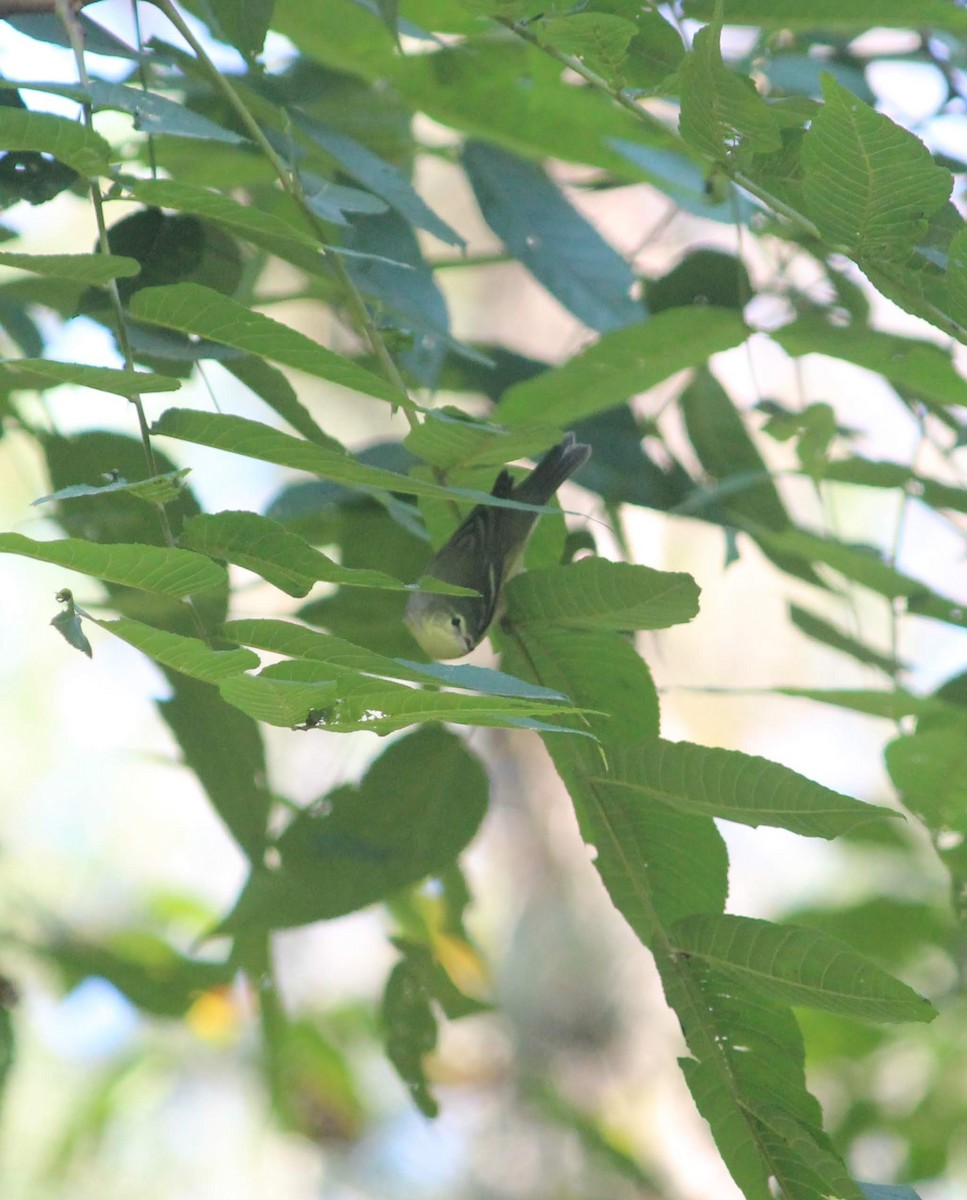 Cerulean Warbler - ML213965161