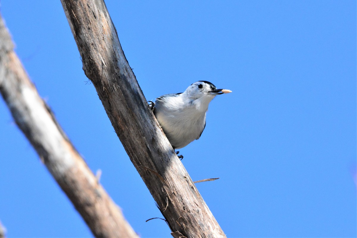 White-breasted Nuthatch (Eastern) - Nick Kachala