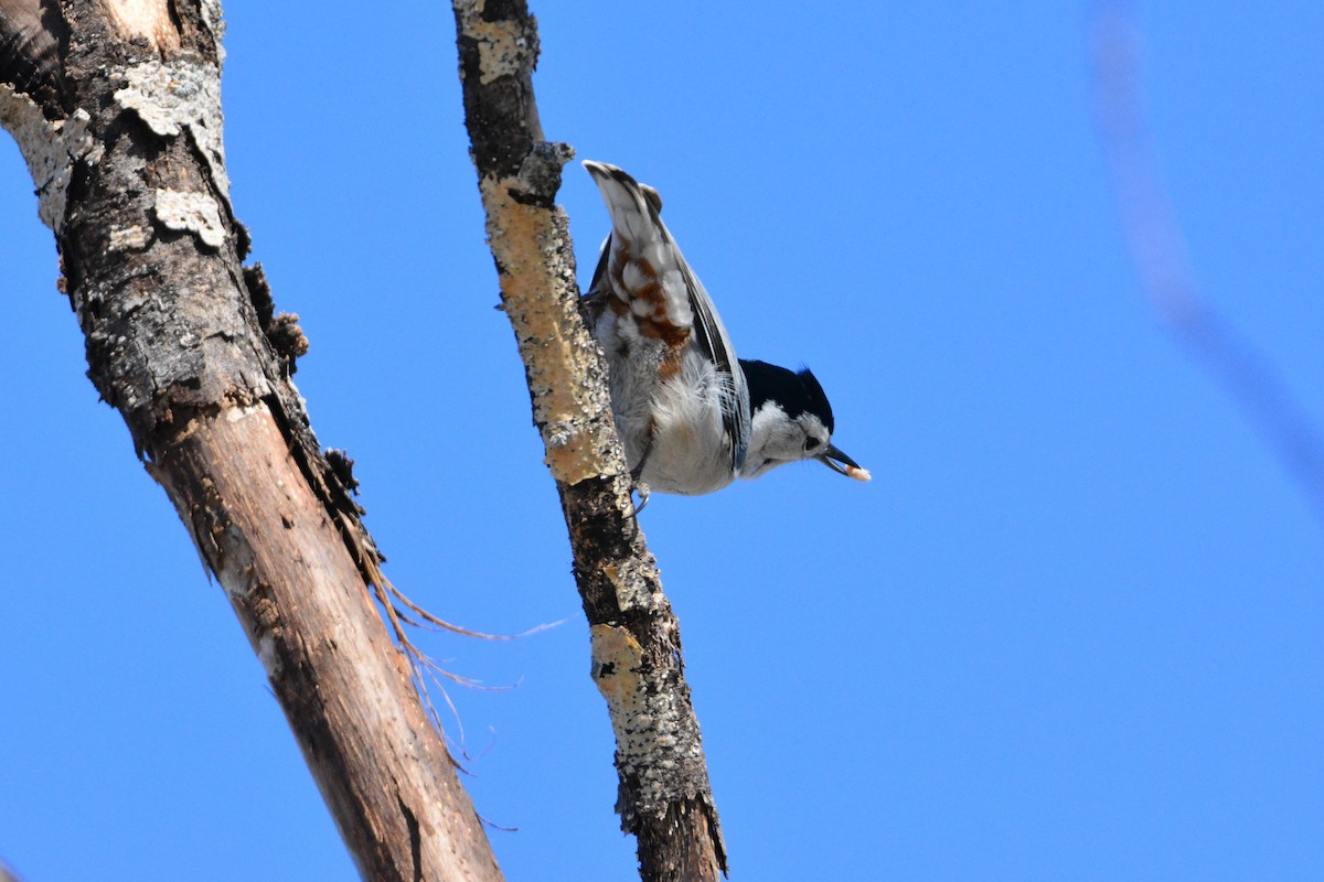 White-breasted Nuthatch (Eastern) - Nick Kachala