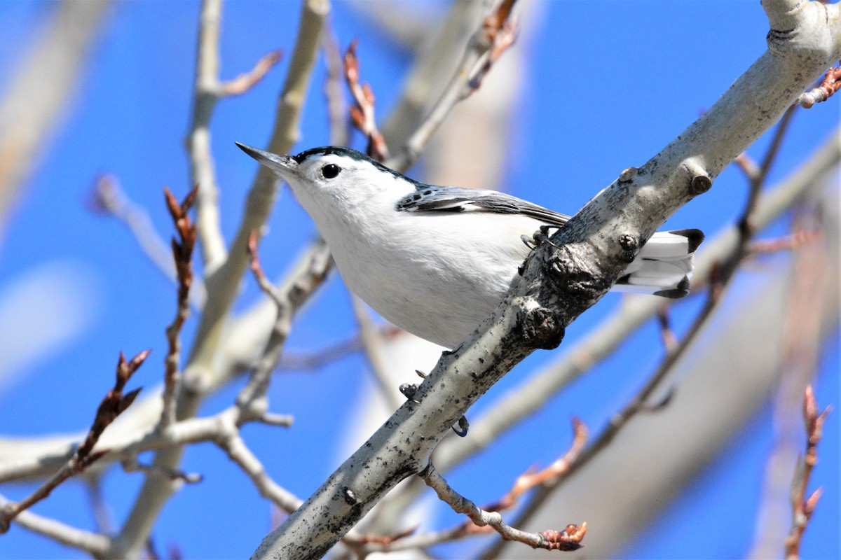 Beyaz Göğüslü Sıvacı (carolinensis) - ML213965481