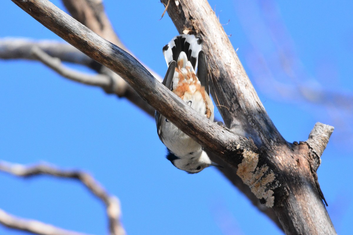 White-breasted Nuthatch (Eastern) - Nick Kachala