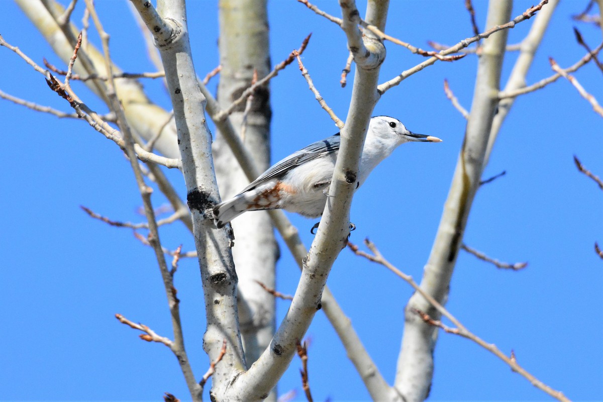 White-breasted Nuthatch (Eastern) - Nick Kachala