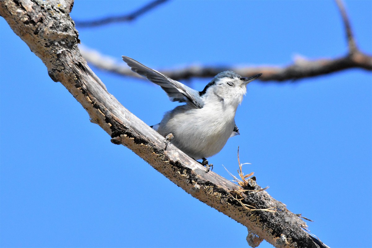 White-breasted Nuthatch (Eastern) - Nick Kachala