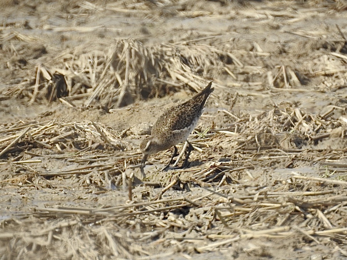 American Golden-Plover - ML213969511