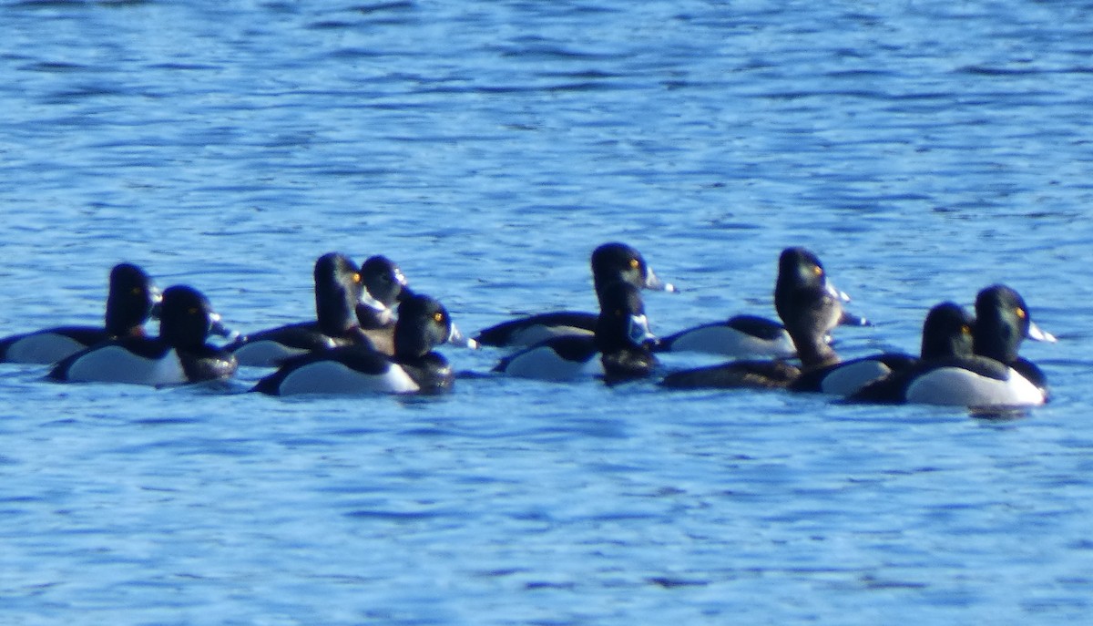 Ring-necked Duck - Richard  Zielinski