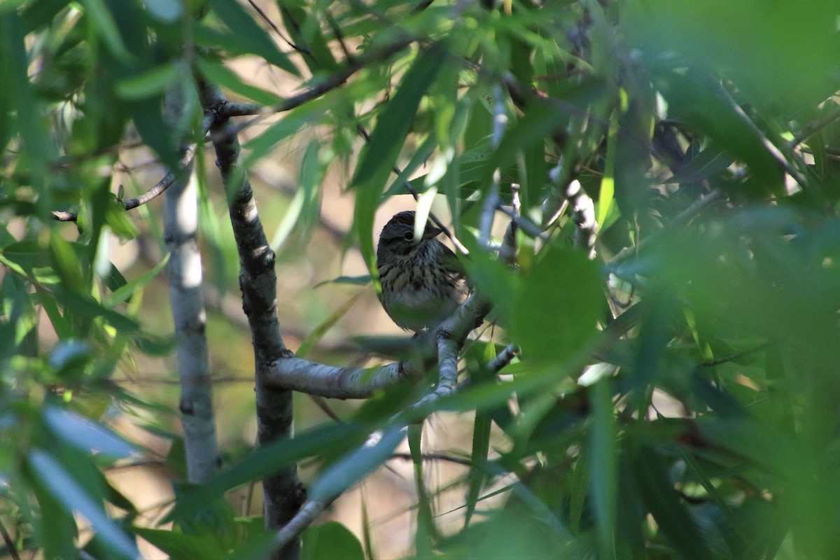 Lincoln's Sparrow - ML213970681