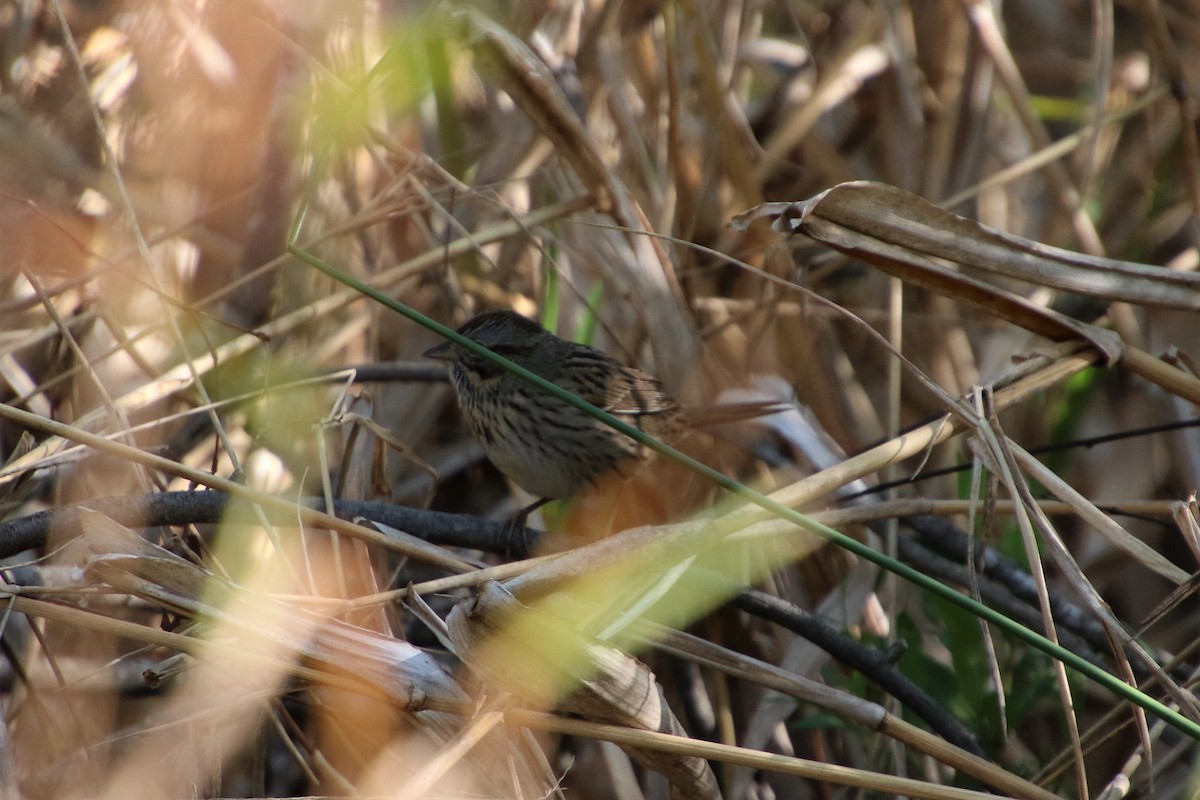 Lincoln's Sparrow - John Groskopf