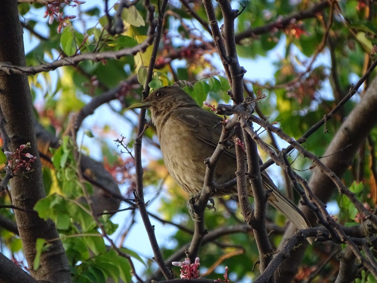 Clay-colored Thrush - ML213973481