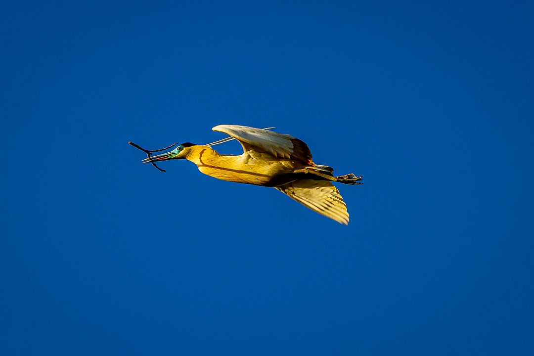 Capped Heron - LAERTE CARDIM