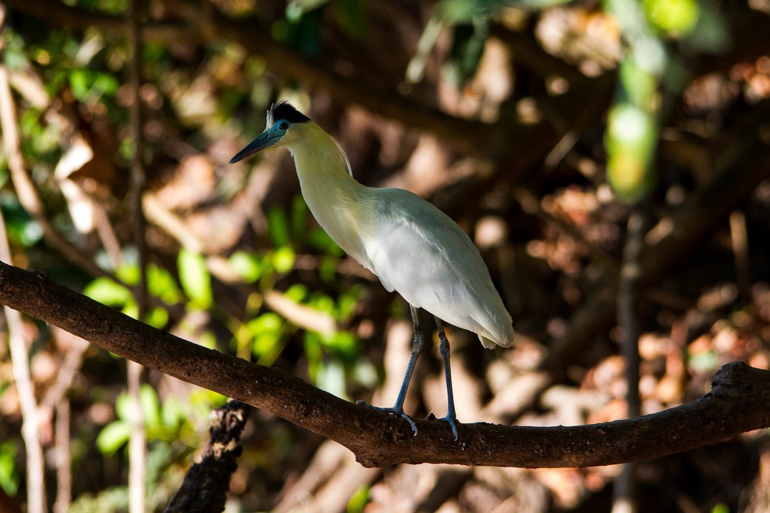 Capped Heron - ML213975281